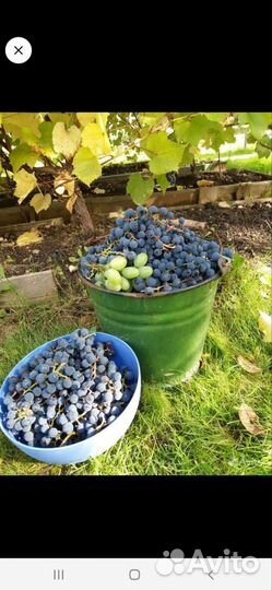 Саженцы винограда