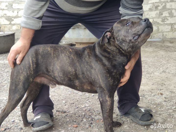 Питбультерьер