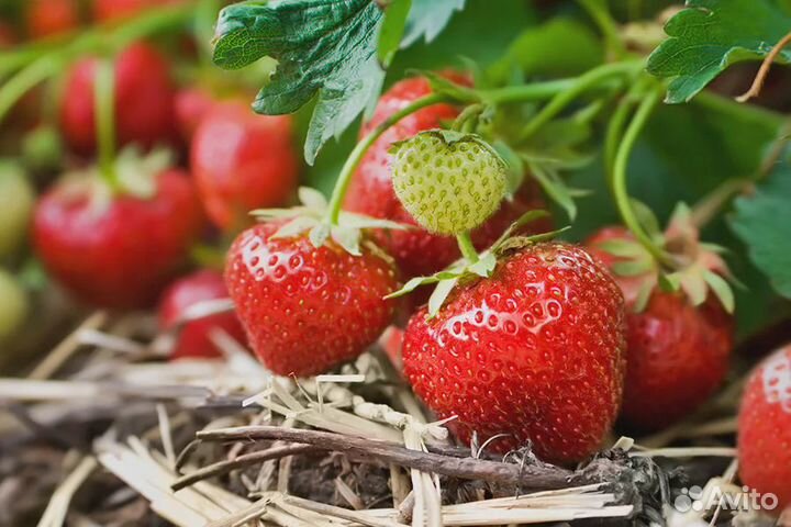 Шарлотта рассада клубники(земляники нсд)
