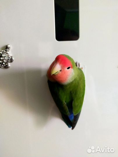 Неразлучники пара