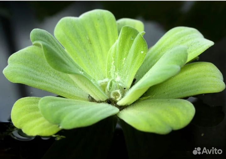 Растения пистия