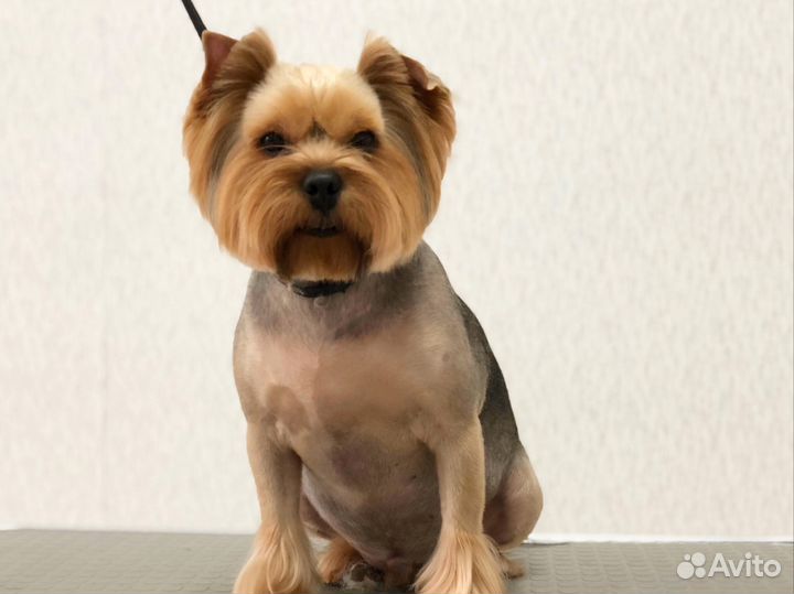 Профессиональная стрижка кошек и собак