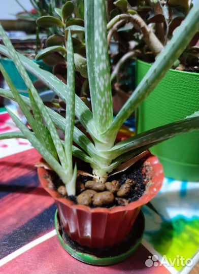 Алоэ вера растение