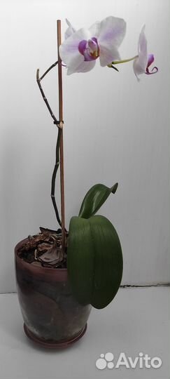 Орхидея