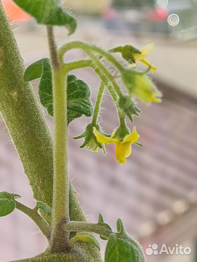 Помидор самоопыляющийся для квартир