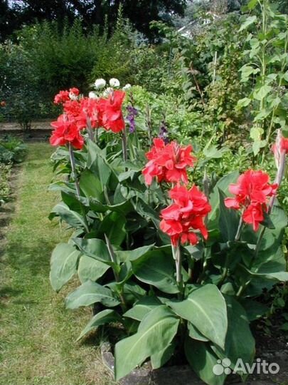 Клубни канны