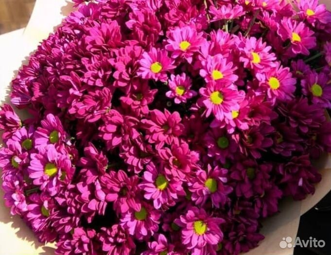 Хризантема пикированная
