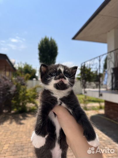 3 черных котенка