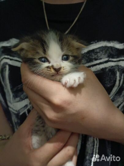 Британские вислоухие котята