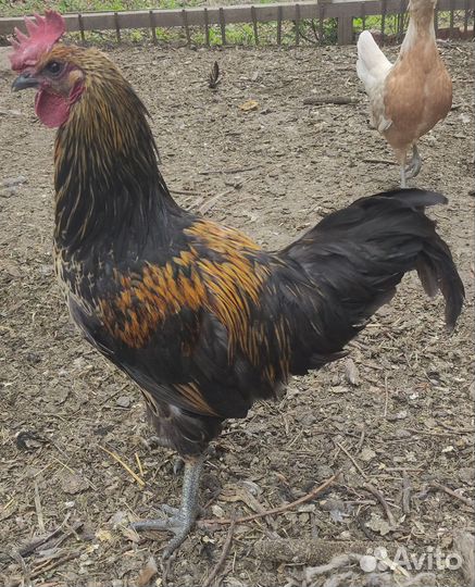 Молодые петухи
