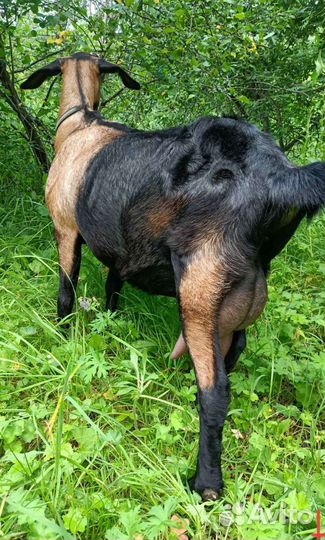 Коза нубийско-чешская