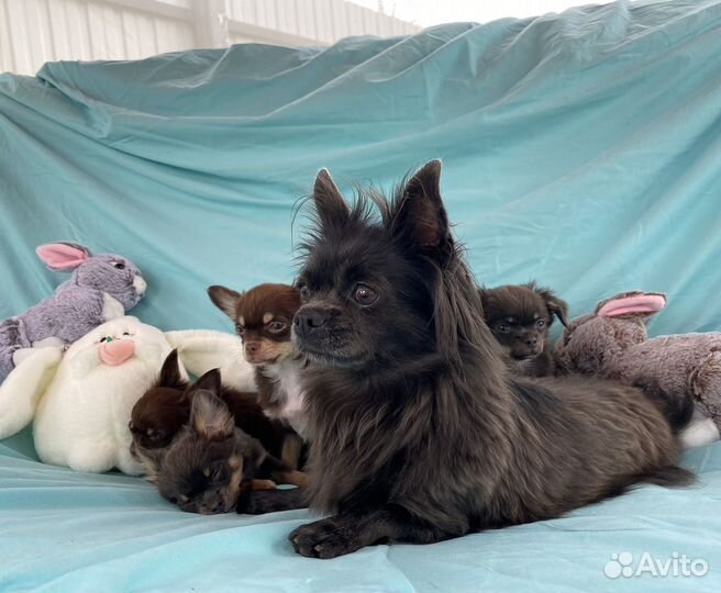 Щенки чихуахуа стандарт и мини