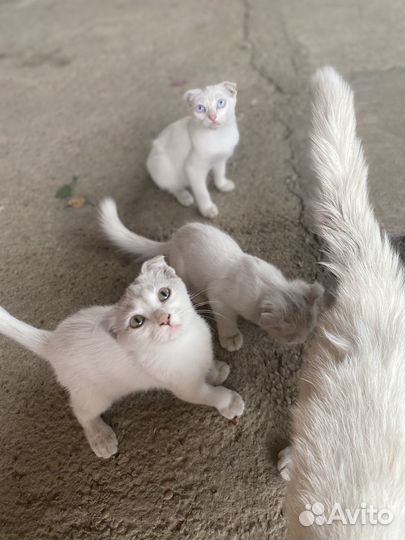 Котята в добрые руки бесплатно