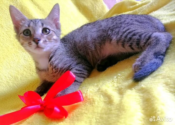 Кошечка, 4 месяца, в добрые руки