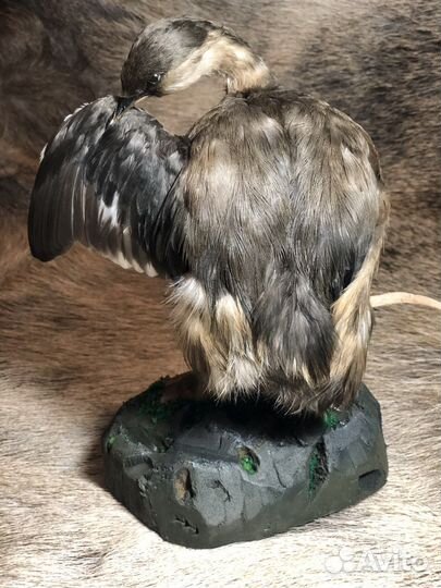 Чучело птицы