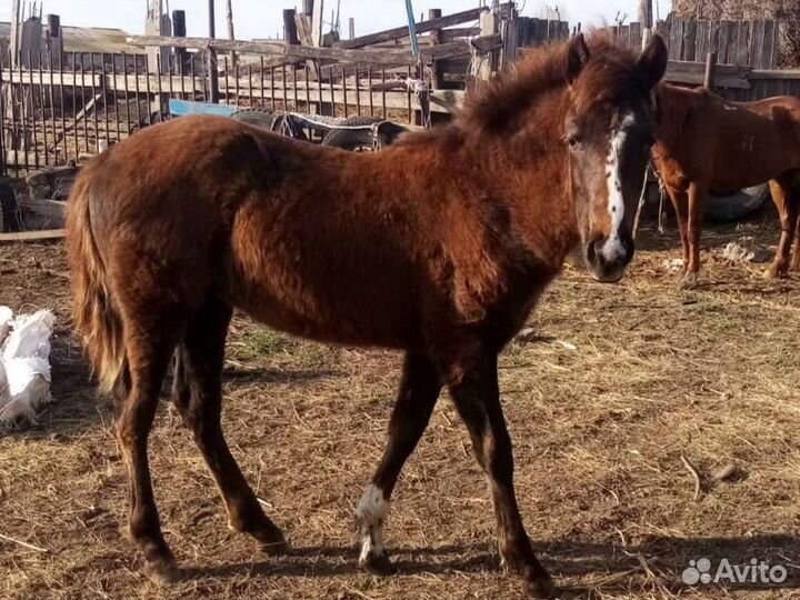 Продам жеребца, кобылу и жеребят