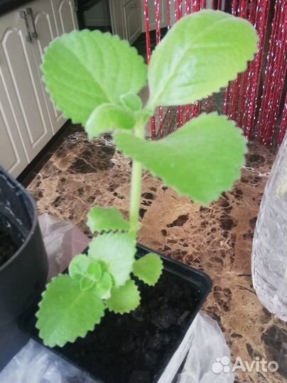 Мята в горшочке