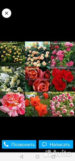 Саженцы, розы, декорации, туи. кроме субботы