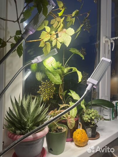 Фитолампа полного спектра