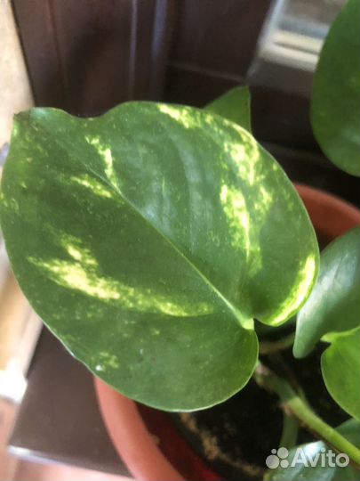 Сциндапсус