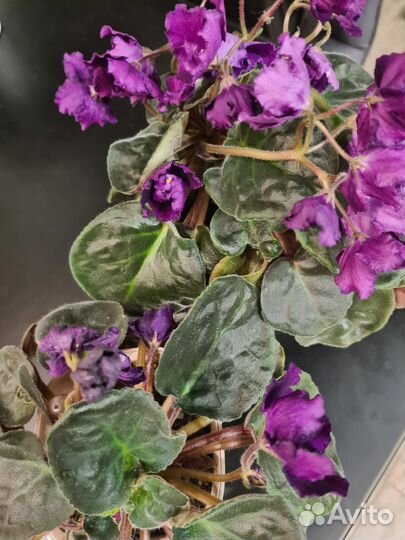 Фиалки взрослые цветущие