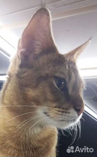 Чаузи. Котята