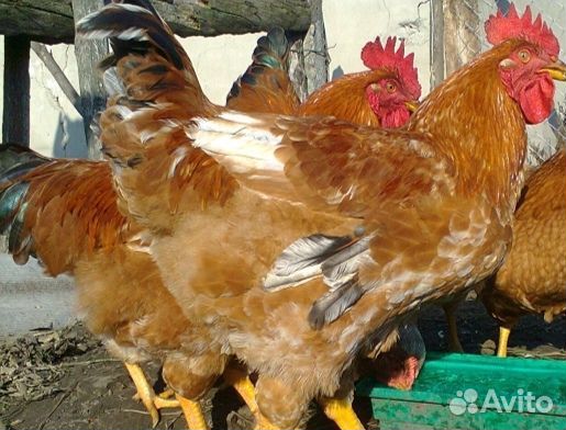 Петухи редбро