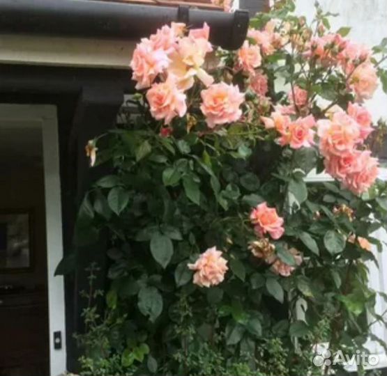 Компэшн очень ароматная плетистая роза