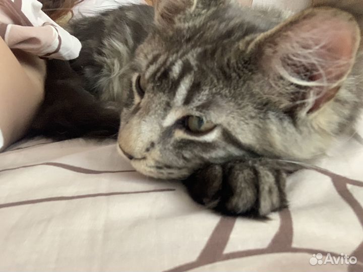 Котёнок мейн-кун