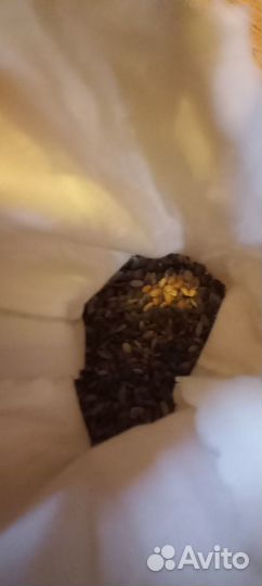 Семена сосны ели лиственницы