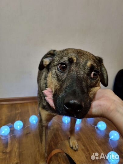 Добрый и нежный Лукас ждёт только Тебя