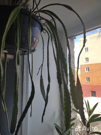 Цветы,Талнах