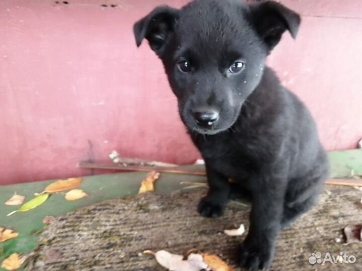 Щенки бесплатно