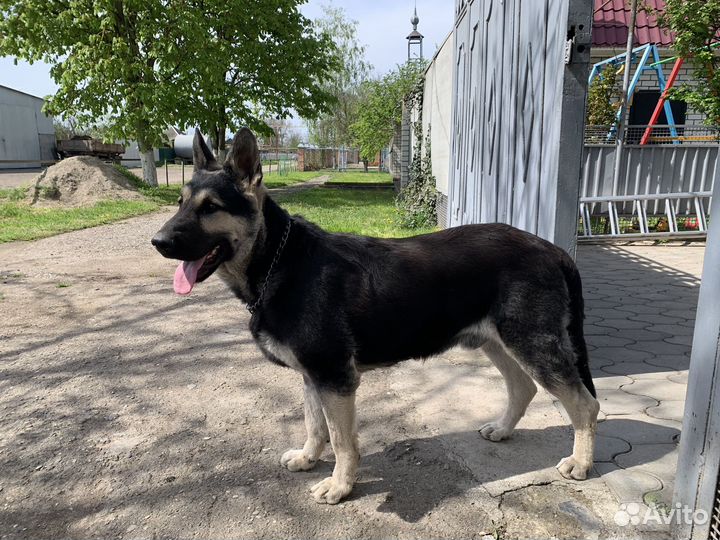 Кабель вео вязка