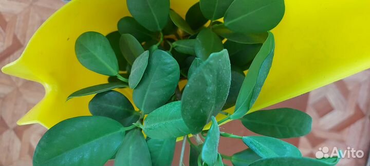 Фикус микрокарпа Ficus Moclame