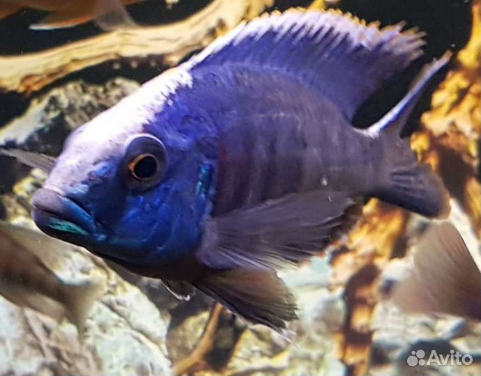 Аквариумные рыбы