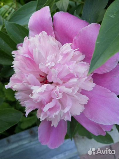 Сортовой пион