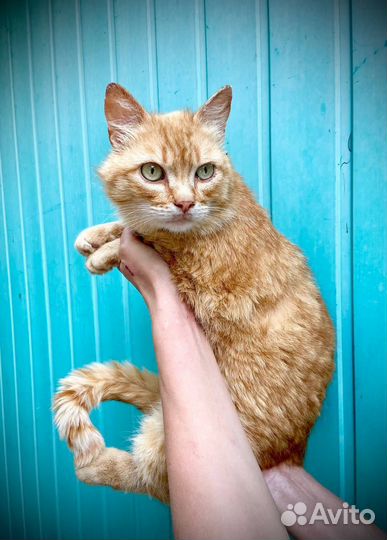 Котик в добрые руки