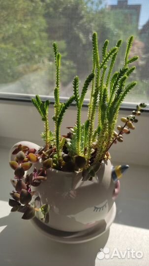 Детки и черенки суккулентов