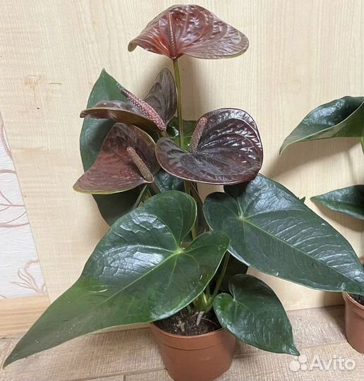 Антуриум зизу, лили, ягуар грин, аляска