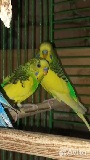 Волнистый попугай