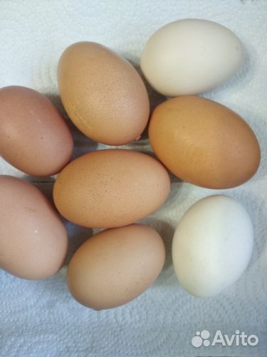 Инкубационное яйцо куриное и гусиное