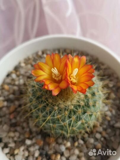 Кактус пародия крупный