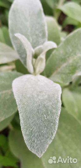 Чистец шерстистый заячьи ушки