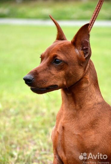 Мини-пинчер (цверг)