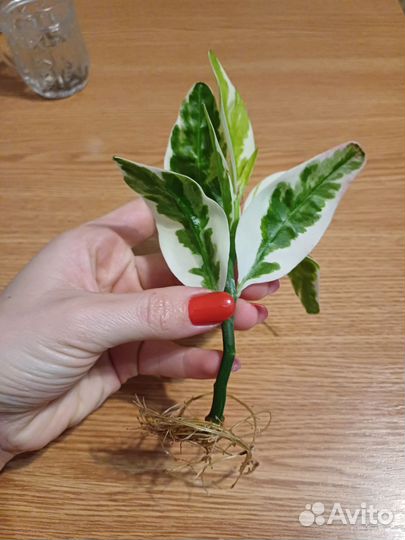 Педилантус