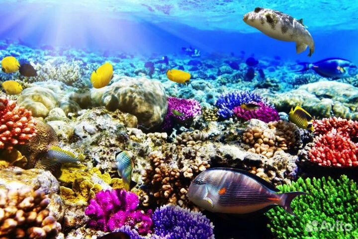 Go в Египет 6 нч