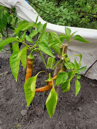 Дача 20 м² на участке 9 сот.