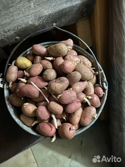 Семенной картофель