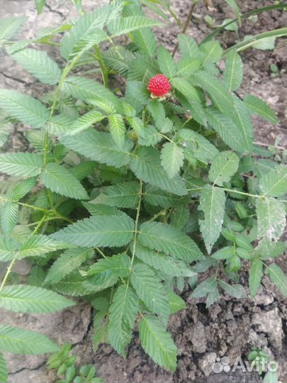 Тибетская малина саженцы